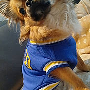 Moshi a rejoint le concours — aidez-le/la à gagner de superbes lots ! animal, blanket, blue, canine, companion, couch, cozy, cute, dog, domestic_animal, fluffy, friendly, fur, indoor, pet, portrait, relaxed, small_dog, sweater, yellow