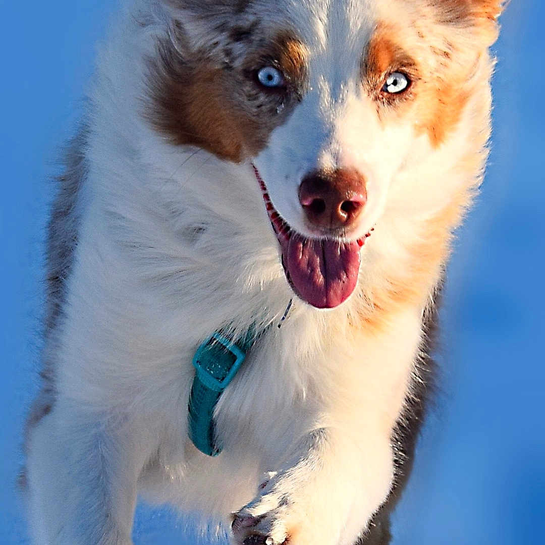 Sharly a rejoint le concours — aidez-le/la à gagner de superbes lots ! accessories, animal, bodypart, canine, cockerspaniel, collie, dog, eskimodog, husky, leash, mouth, papillon, person, pet, puppy, snout, strap, terrier, tongue, whitedog