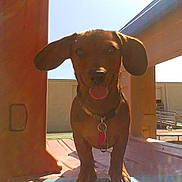 Salem Padilla joined the competition — help win amazing prizes! animal, brown, collar, cute, dachshund, daytime, dog, ears, fun, happy, outdoor, pet, playground, shadow, sky, standing, structure, sunlight, tag, tongue_out