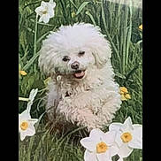 Bonnie joined the competition — help win amazing prizes! dog, white_dog, fluffy, grass, flowers, daffodils, nature, outdoor, spring, pet, animal, greenery, happy, cute, small_dog, portrait, fur, garden, plant, daylight