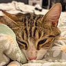 cat, sleepy, blanket, floral_pattern, indoor, cozy, pet, fur, closeup, resting, cute, animal, soft_texture, bedroom, comfort, whiskers, ears, pink_nose, domestic_cat, relaxation