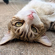 Nugget a rejoint le concours — aidez-le/la à gagner de superbes lots ! cat, animal, pet, lying_down, upside_down, green_eyes, pink_nose, whiskers, fur, tabby, outdoor, concrete, close_up, relaxed, cute, curious, mammal, domestic_animal, face