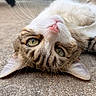 cat, animal, pet, lying_down, upside_down, green_eyes, pink_nose, whiskers, fur, tabby, outdoor, concrete, close_up, relaxed, cute, curious, mammal, domestic_animal, face