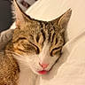 cat, tabby, sleeping, tongue_out, close_up, pet, fur, whiskers, pink_nose, cute, relaxed, indoor, bed, soft, animal, mammal, face, ears, resting, cozy