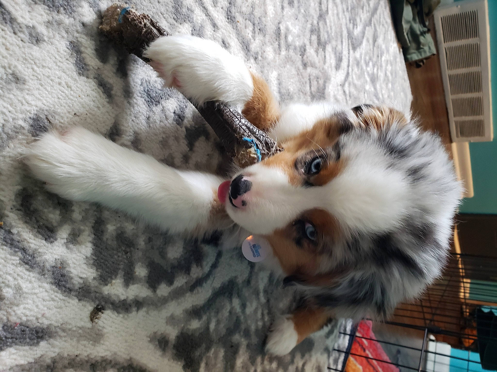 Teddy is registered to the contest to win money with this photo: australian_shepherd, canidae, carnivore, companion_dog, dog, dog_breed, fawn, fur, mammal, miniature_australian_shepherd, puppy, snout, sporting_group, vertebrate