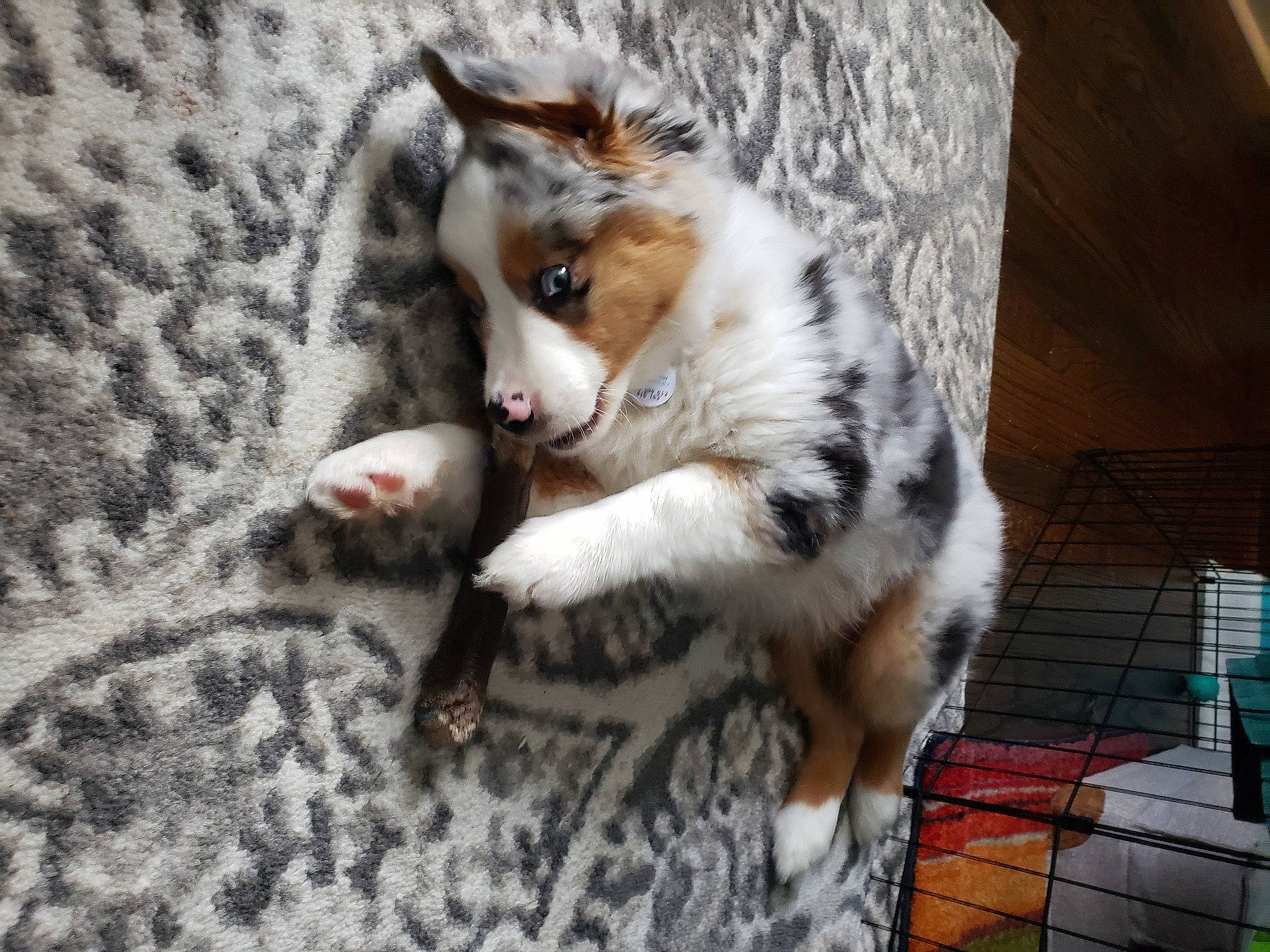 Teddy joined the competition — help win amazing prizes! australian_collie, australian_shepherd, canidae, carnivore, dog, dog_breed, herding_dog, koolie, mammal, miniature_australian_shepherd, puppy, sporting_group, texas_heeler, vertebrate