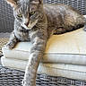 cat, gray_cat, feline, green_eyes, whiskers, ears, paw, long_leg, fur, lounging, relaxed, sitting, cushion, chair, wicker, outdoor, close_up, portrait, pet, funny_pose