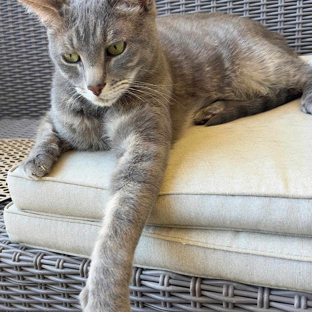 Pepito