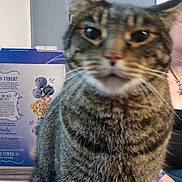 Dusty joined the competition — help win amazing prizes! black_clothing, blue, blurry, box, brown, calendar, cat, close_up, ears, feline, gray, indoor, person, pet, striped, tabby_cat, text, whiskers, wooden_surface, wristband