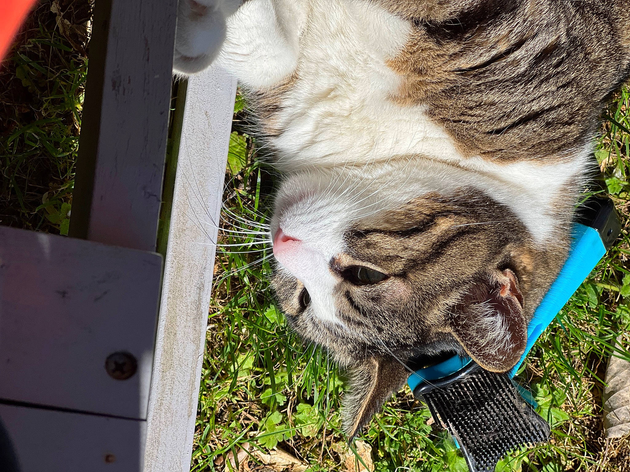Malow participe au concours pour gagner de l'argent avec cette photo : eye, eyelash, fawn, felidae, fur, grass, grazing, horse, livestock, pack_animal, plant, small_to_medium_sized_cats, snout, tail, terrestrial_animal, tree, whiskers, wildlife, wood, working_animal