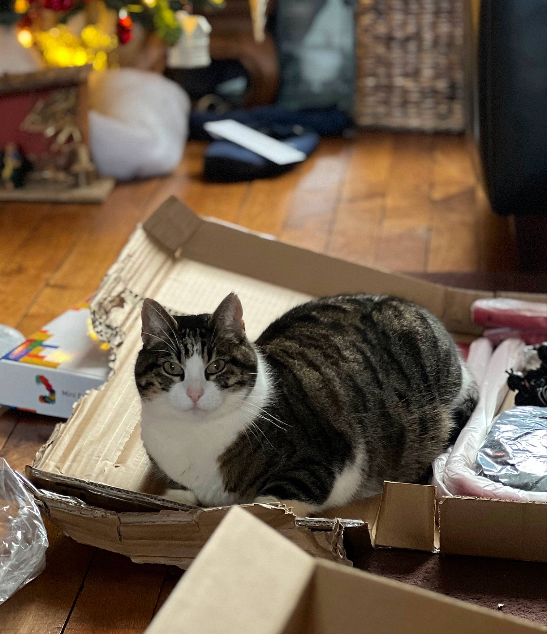 Malow participe au concours pour gagner de l'argent avec cette photo : box, cardboard, carnivore, carton, cat, chair, comfort, domestic_short_haired_cat, felidae, flooring, fur, houseplant, packaging_and_labeling, paper_product, room, shipping_box, small_to_medium_sized_cats, table, whiskers, wood