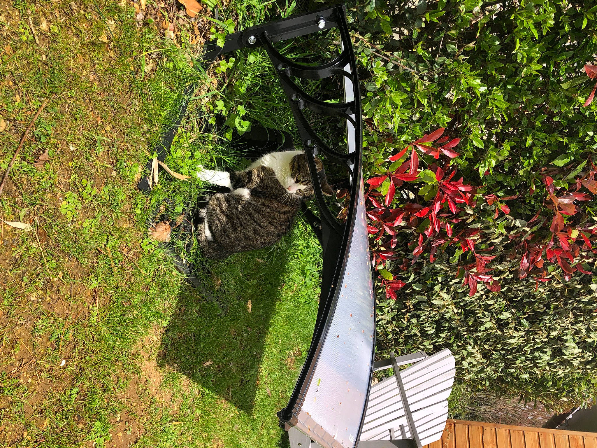 Malow a rejoint le concours — aidez-le/la à gagner de superbes lots ! garden, grass, groundcover, landscape, landscaping, lawn, leisure, outdoor_furniture, plant, plant_community, recreation, shade, shadow, shrub, soil, sports_equipment, tints_and_shades, tree, trunk, vegetation