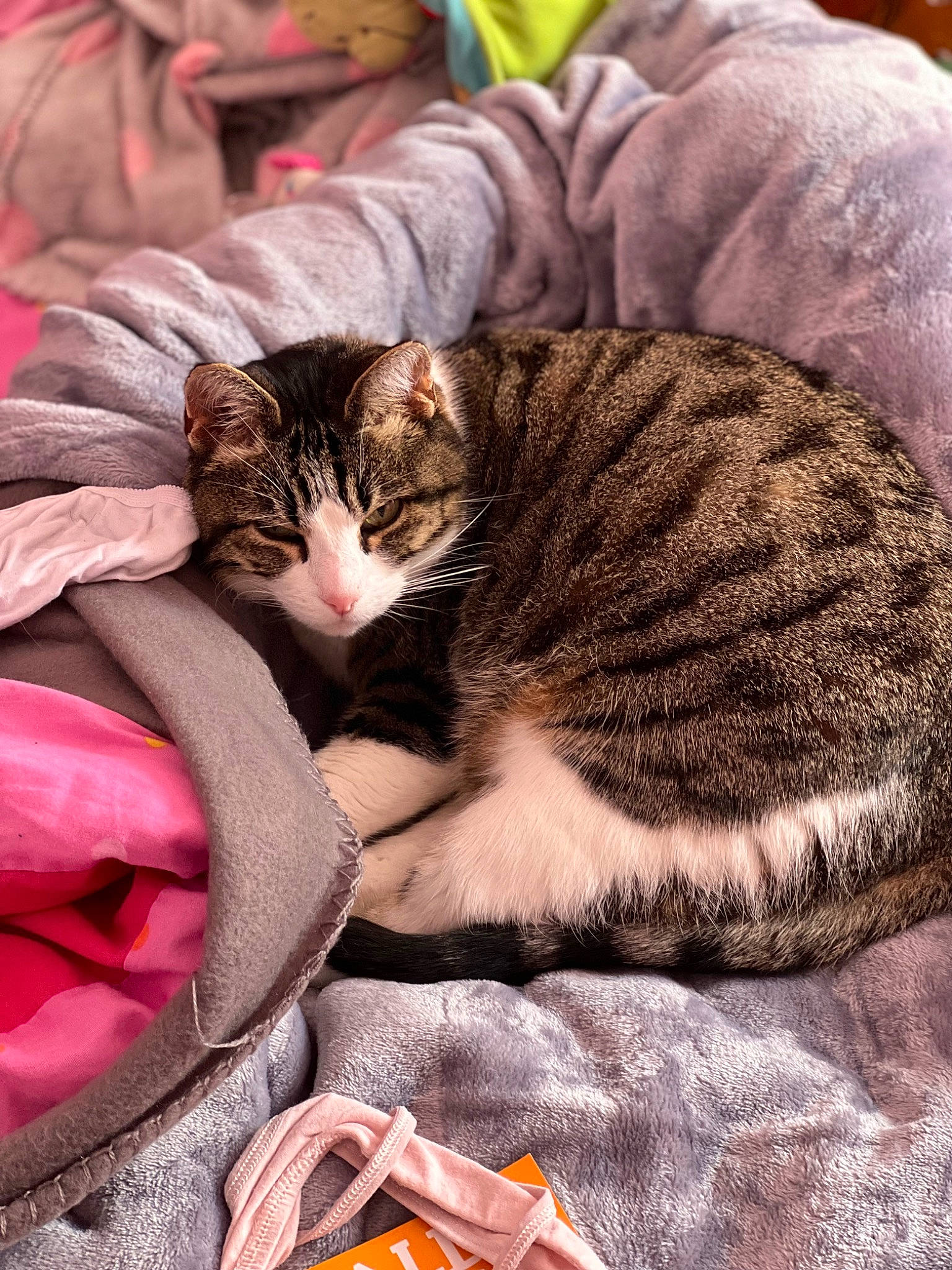 Malow a rejoint le concours — aidez-le/la à gagner de superbes lots ! carmine, carnivore, cat, claw, comfort, domestic_short_haired_cat, fawn, felidae, fur, linens, mammal, nap, paw, sleep, small_to_medium_sized_cats, terrestrial_animal, vertebrate, whiskers