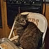 cat, chair, kitchen, stove, wooden_wall, container, crackers, furniture, indoor, pet, fur, domestic_animal, cozy, table, appliance, seat, home, animal, mammal, feline