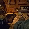 Frisces is registered to the contest to win money with this photo: cat, floor, bowl, boots, cable, wooden_cabinet, tile, shadow, indoor, cozy, dim_light, pet, fur, quiet, home, curious, animal, rustic, corner, sniffing
