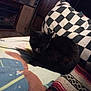 Cheackers joined the competition — help win amazing prizes! animal, architecture, bed, bedroom, blackcat, blanket, building, cat, couch, cushion, furniture, homedecor, indoors, kitten, linen, livingroom, manx, pet, quilt, room