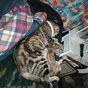 Cheackers is registered to the contest to win money with this photo: blanket, cat, clutter, colorful, companion, couch, cozy, domestic, fabric, furniture, household, indoor, kitten, pattern, pet, plaid, relaxing, resting, sleeping, tabby_cat