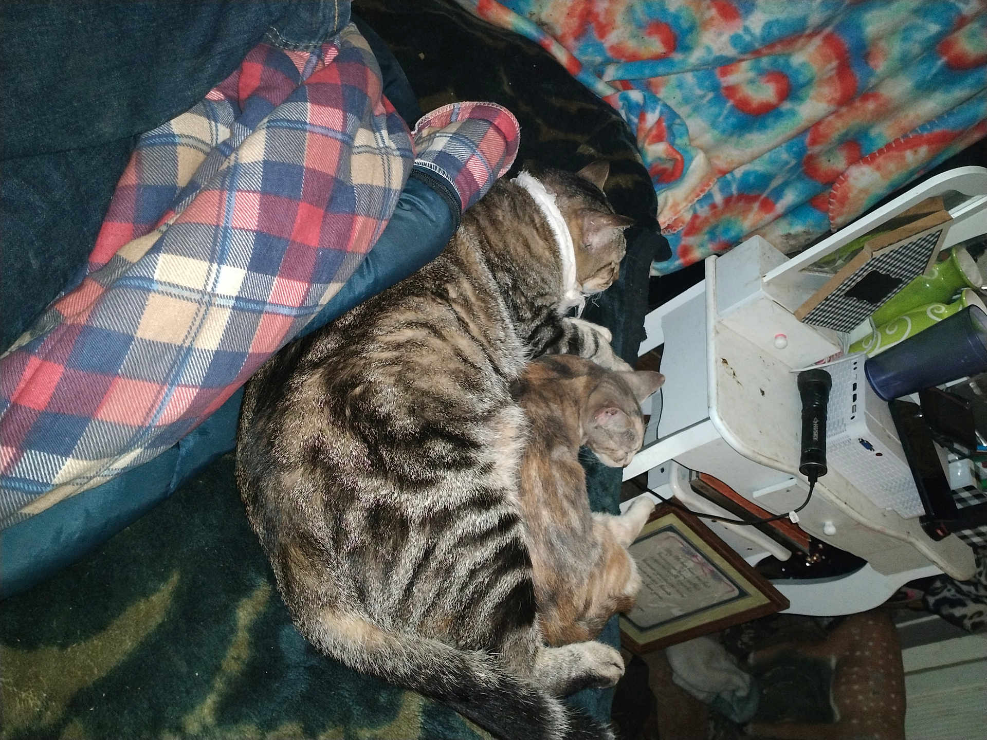 Cheackers is registered to the contest to win money with this photo: blanket, cat, clutter, colorful, companion, couch, cozy, domestic, fabric, furniture, household, indoor, kitten, pattern, pet, plaid, relaxing, resting, sleeping, tabby_cat