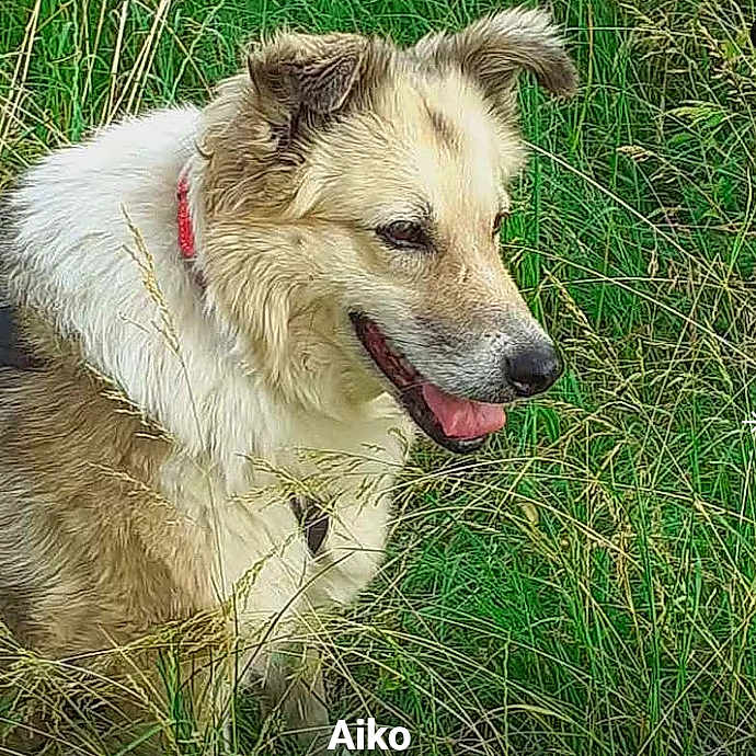 Aiko
