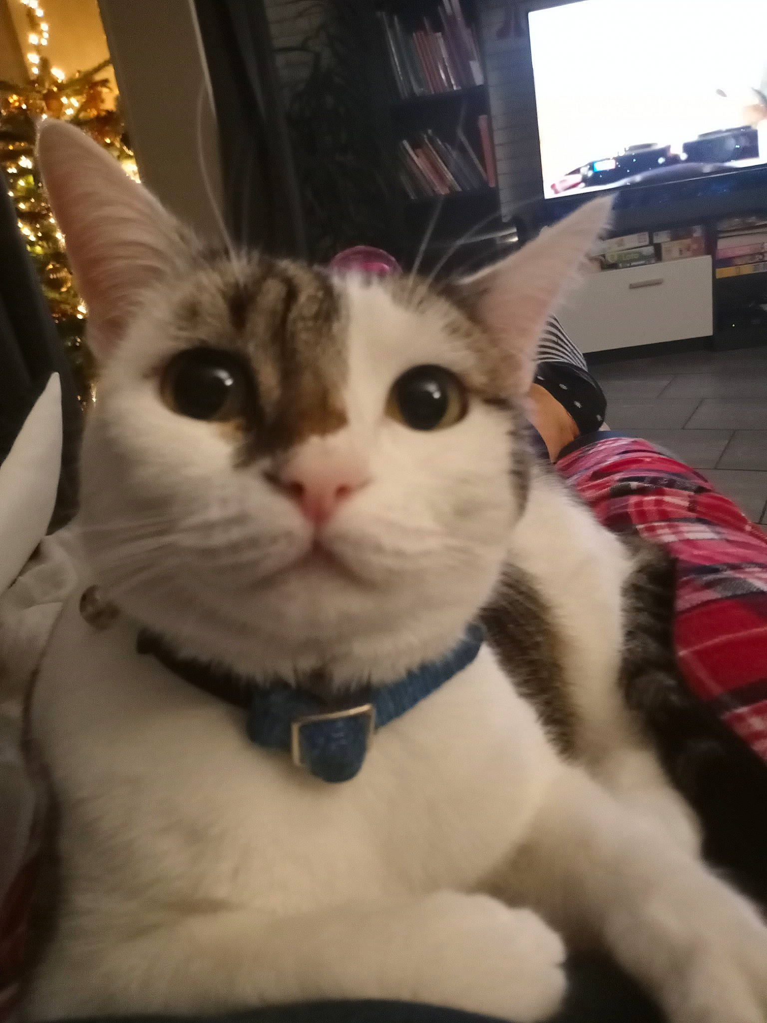 Bernarde Minette participe au concours pour gagner de l'argent avec cette photo : carnivore, cat, collar, curtain, domestic_short_haired_cat, felidae, fur, paw, pet_supply, small_to_medium_sized_cats, snout, television, vertebrate, whiskers