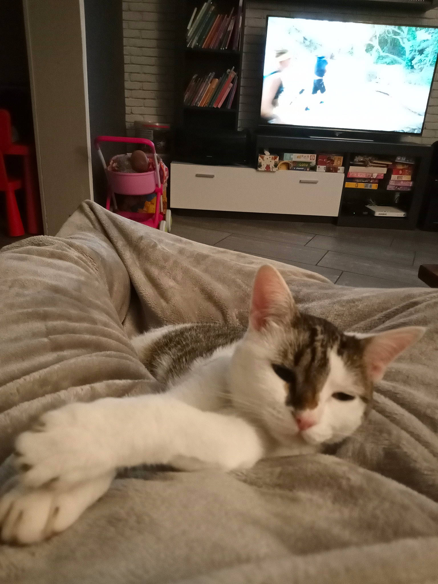 Bernarde Minette a rejoint le concours — aidez-le/la à gagner de superbes lots ! cable_television, carnivore, cat, comfort, display_device, domestic_short_haired_cat, felidae, flat_panel_display, fur, lcd_tv, led_backlit_lcd_display, media, multimedia, room, shelf, small_to_medium_sized_cats, television, television_accessory, television_set, whiskers