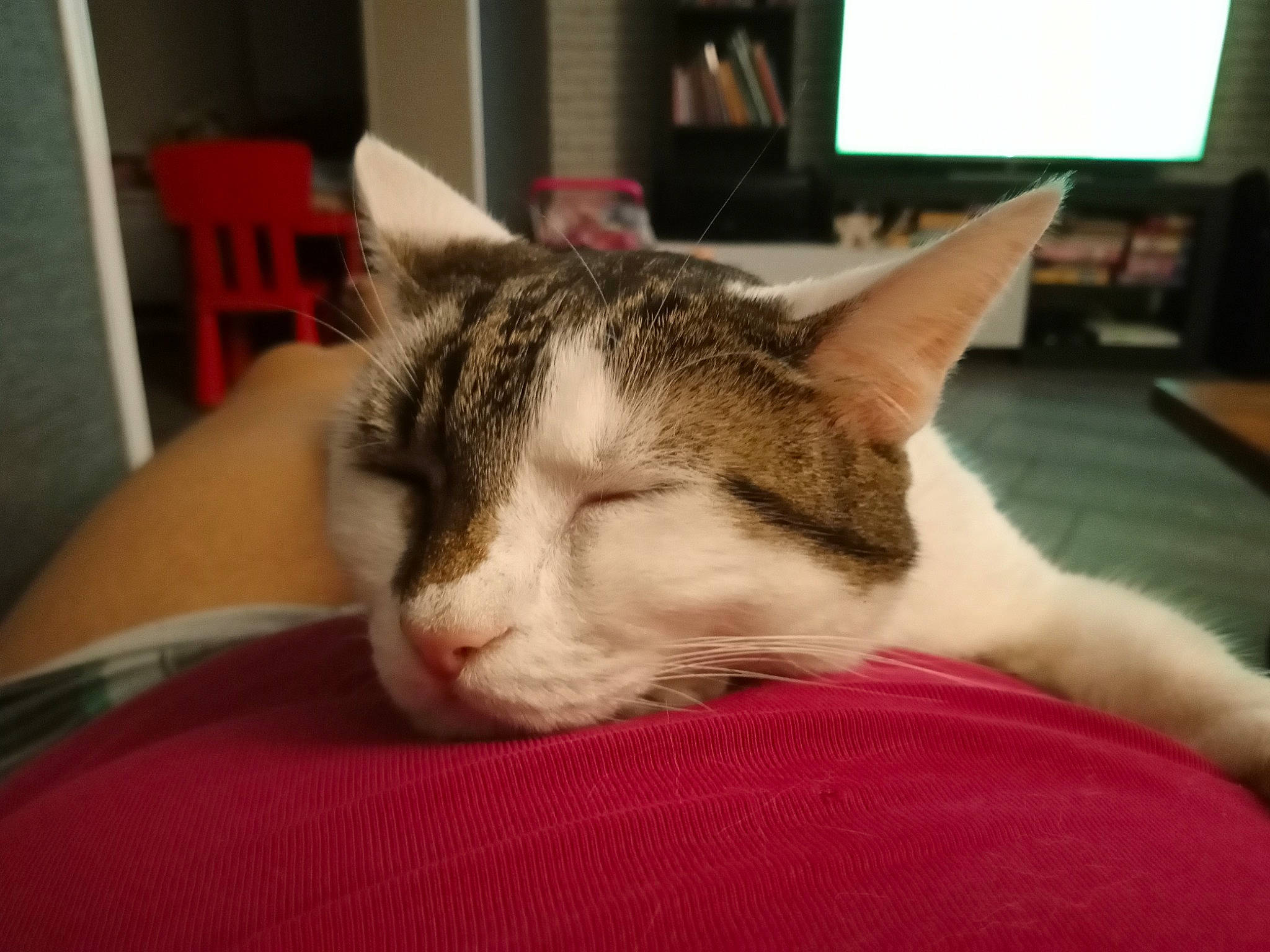 Bernarde Minette a rejoint le concours — aidez-le/la à gagner de superbes lots ! carnivore, cat, comfort, display_device, domestic_short_haired_cat, felidae, flat_panel_display, fur, knitting, lamp, lcd_tv, nap, sleep, small_to_medium_sized_cats, snout, sweater, television, television_set, whiskers