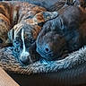 animal, bed, black, brown, closeup, companion, cozy, cute, dog, floor, friendship, fur, indoor, pet, puppy, relaxing, resting, sleeping, snuggling, wood