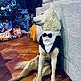 Meeko participe au concours pour gagner de l'argent avec cette photo : dog, tuxedo, pet, indoor, christmas_tree, presents, holiday, living_room, couch, floor, tile, decorations, television, festive, white_dog, sitting, bow_tie, side_profile, cozy, celebration