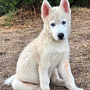 Meeko participe au concours pour gagner de l'argent avec cette photo : puppy, dog, white_fur, blue_eyes, sitting, outdoor, grass, nature, young_dog, animal, cute, pet, fur, ears, nose, paw, canine, alert, adorable, background