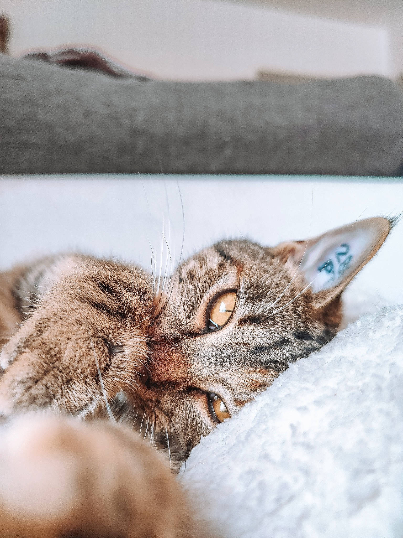 Puce participe au concours pour gagner de l'argent avec cette photo : carnivore, cat, claw, domestic_short_haired_cat, felidae, fur, macro_photography, small_to_medium_sized_cats, terrestrial_animal, whiskers, wildlife, wood