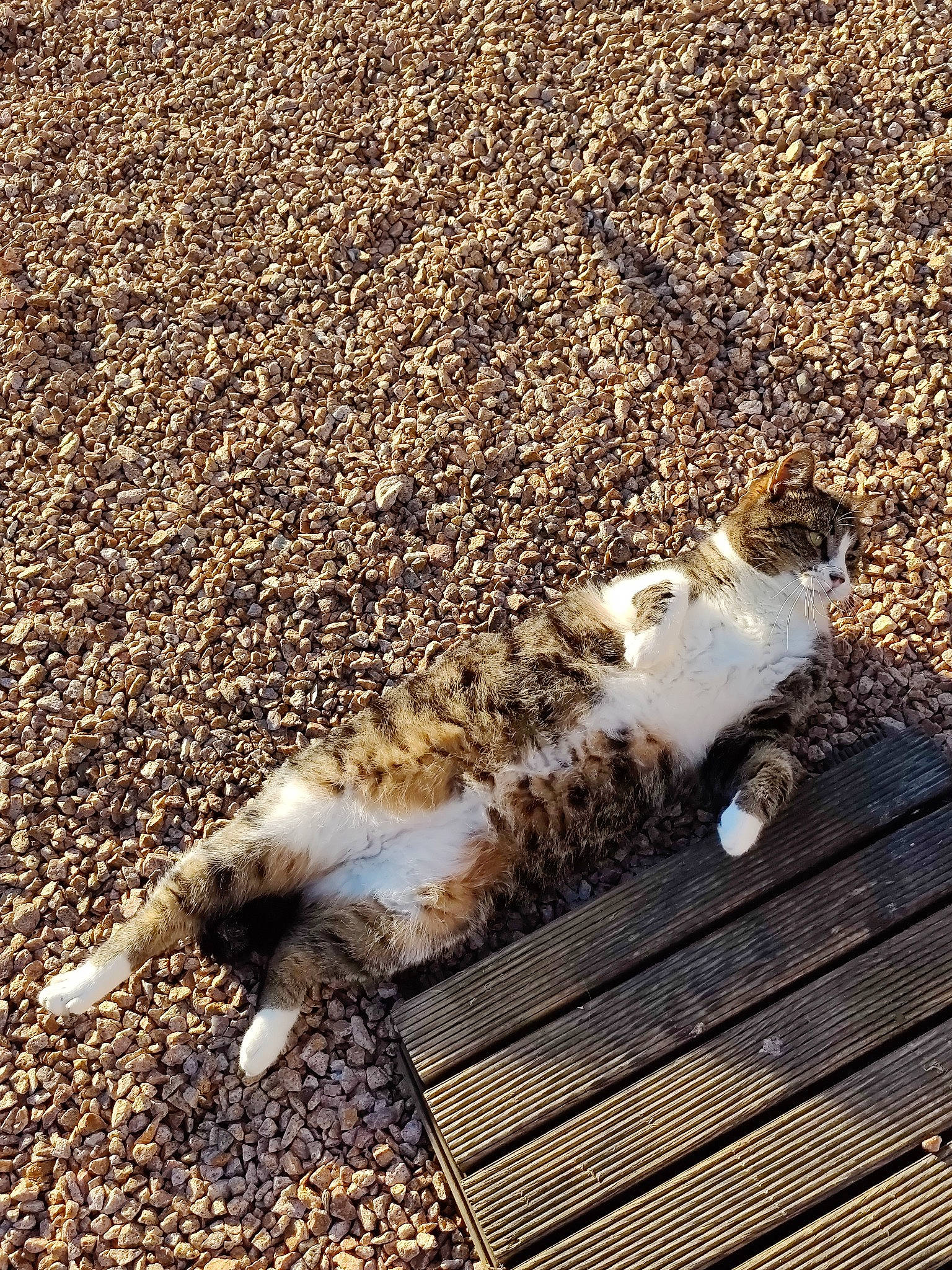 Iago participe au concours pour gagner de l'argent avec cette photo : asphalt, carnivore, cat, claw, domestic_short_haired_cat, felidae, fur, grass, paw, road_surface, sand, sidewalk, small_to_medium_sized_cats, snout, soil, tail, terrestrial_animal, whiskers, wildlife, wood