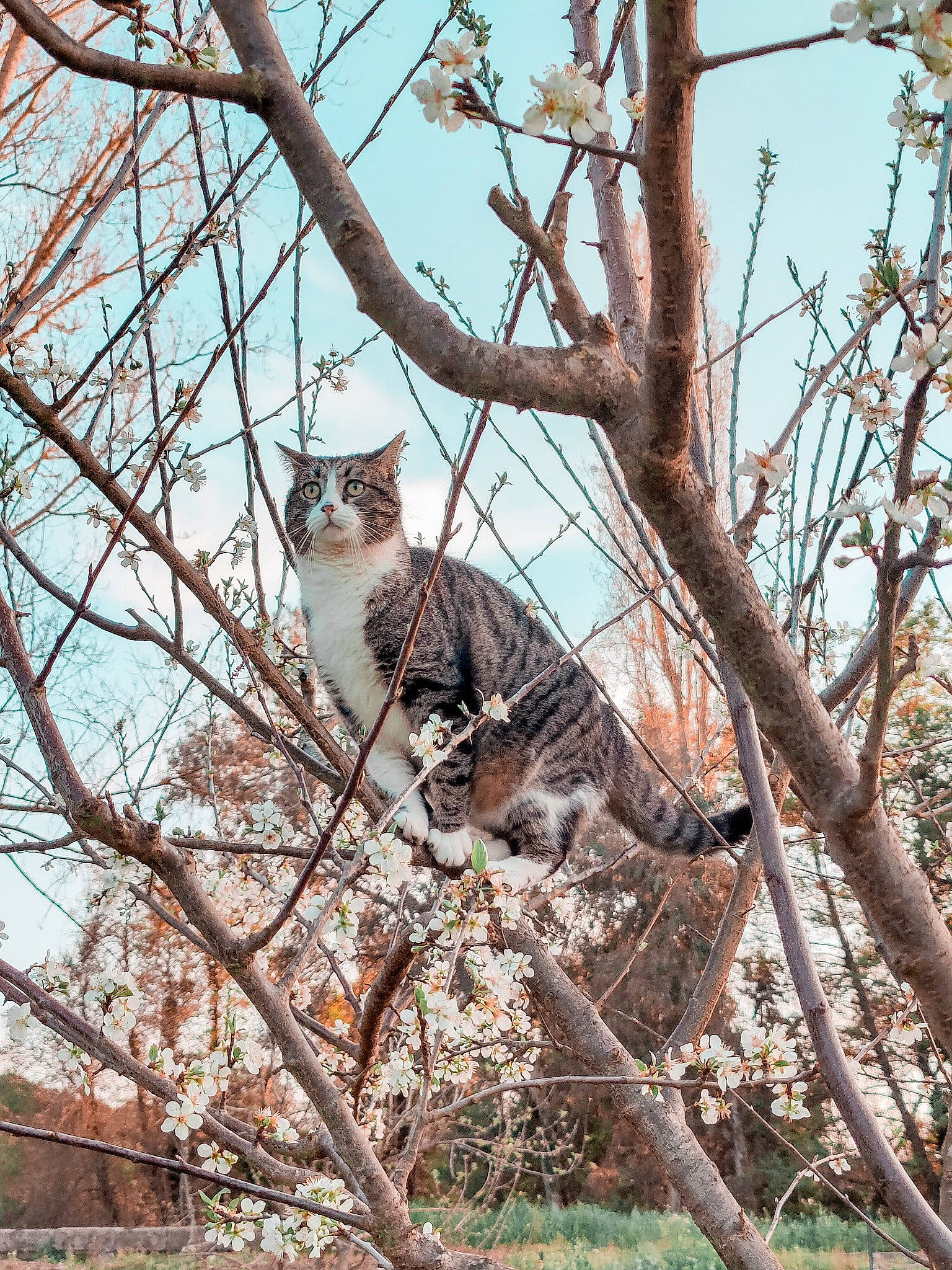 Iago participe au concours pour gagner de l'argent avec cette photo : beak, branch, carnivore, cat, fawn, felidae, fur, plant, plant_stem, sky, small_to_medium_sized_cats, tail, terrestrial_animal, tree, trunk, twig, whiskers, wildlife, winter, wood