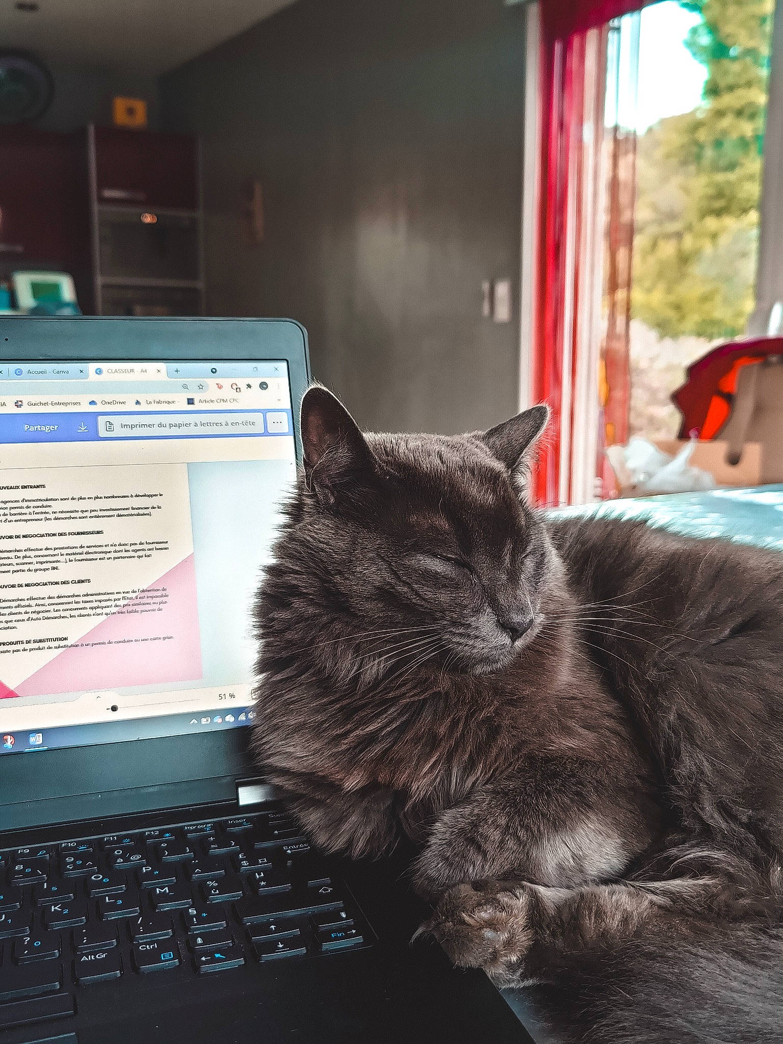 Rio participe au concours pour gagner de l'argent avec cette photo : carnivore, cat, comfort, computer, computer_hardware, computer_keyboard, felidae, flat_panel_display, input_device, laptop, netbook, output_device, peripheral, personal_computer, small_to_medium_sized_cats, space_bar, tail, touchpad, whiskers, window