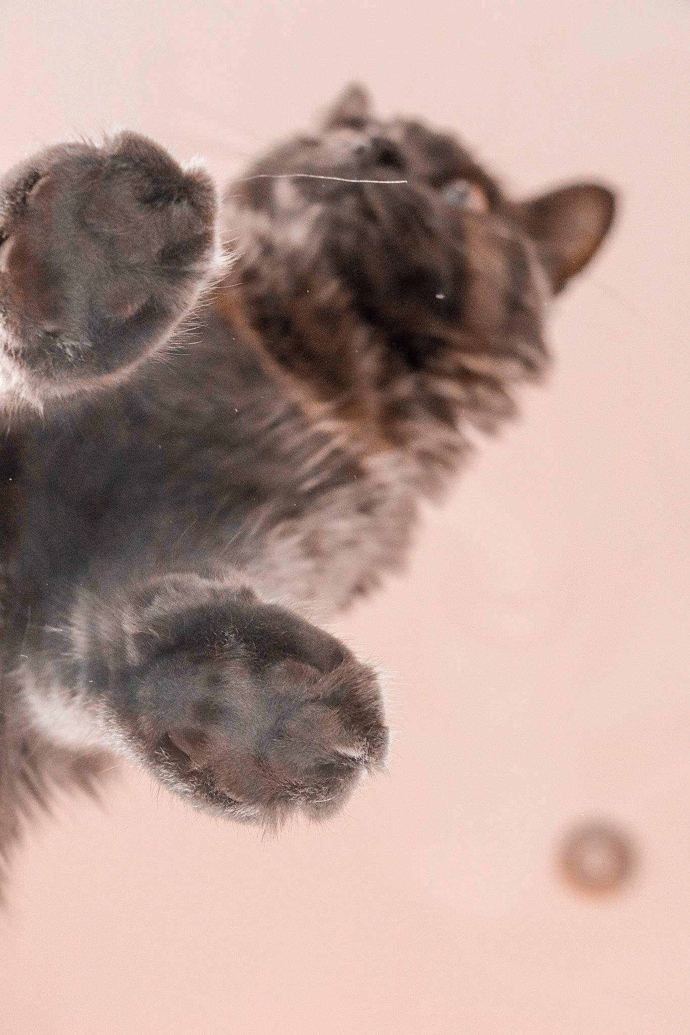 Rio a rejoint le concours — aidez-le/la à gagner de superbes lots ! carnivore, claw, dog_breed, felidae, fur, greater_rhea, macro_photography, monochrome, monochrome_photography, paw, small_to_medium_sized_cats, snout, tail, terrestrial_animal, whiskers, wildlife