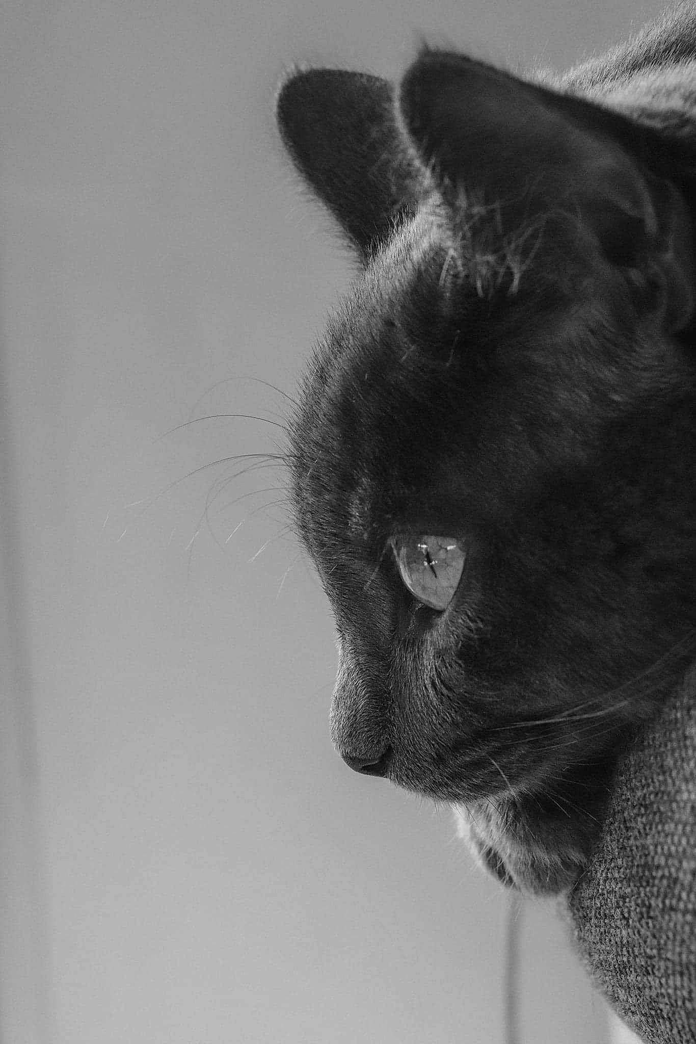 Rio participe au concours pour gagner de l'argent avec cette photo : black_cat, bombay, carnivore, cat, domestic_short_haired_cat, felidae, fur, grey, iris, monochrome, monochrome_photography, paw, russian_blue, shadow, small_to_medium_sized_cats, snout, tail, terrestrial_animal, whiskers, window