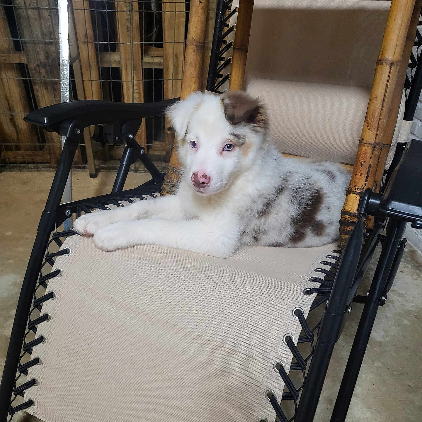 Harley is registered to the contest to win money with this photo: animal, bamboo, black_frame, blue_eyes, brown, chair, cute, dog, fabric, floor, furniture, indoor, looking, pet, puppy, relaxing, resting, white, wood, young_dog