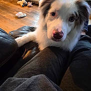 Harley joined the competition — help win amazing prizes! animal, cage, comfort, companion, cozy, cute, dog, fur, home, indoor, leg, looking, paw, person, pet, relaxed, resting, toy, white_dog, wooden_floor