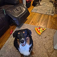 Aria is registered to the contest to win money with this photo: canine, carpet, cozy, dog, domestic, furniture, happy_dog, hardwood_floor, household, indoor, leather_recliner, living_room, multiple_dogs, pet, pizza_slice_toy, playful, relaxed, smiling, toy, wood_floor