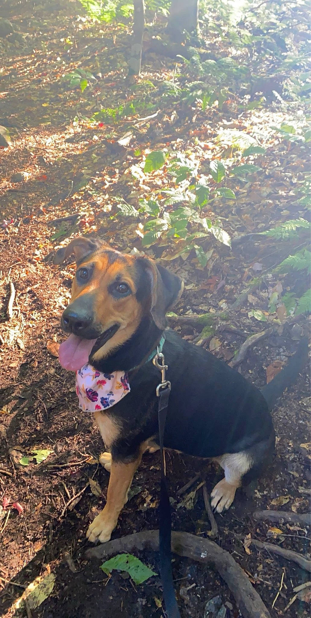 Hazel is registered to the contest to win money with this photo: adventure, canidae, carnivore, collar, dog, dog_breed, dog_collar, fawn, grass, hunting_dog, landscape, leash, plant, shadow, snout, soil, sporting_group, tail, working_animal, working_dog