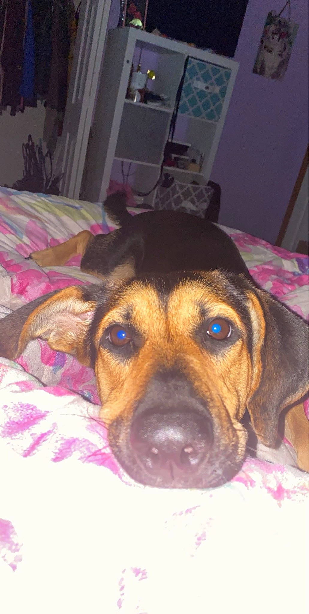 Hazel is registered to the contest to win money with this photo: canidae, carnivore, comfort, companion_dog, dog, dog_breed, dog_supply, ear, eye, fawn, fur, guard_dog, puppy, snout, sporting_group, whiskers, working_animal, working_dog