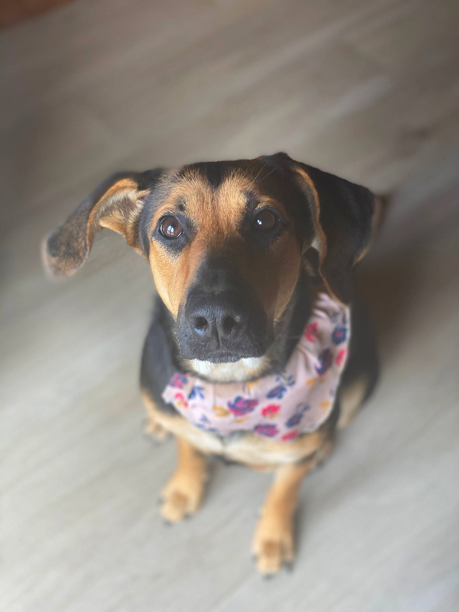 Hazel joined the competition — help win amazing prizes! canidae, carnivore, circle, collar, companion_dog, dog, dog_breed, dog_clothes, dog_supply, fawn, fur, sporting_group, whiskers, working_animal, working_dog