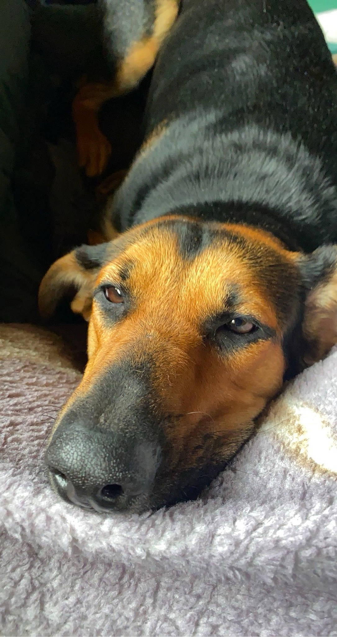 Hazel is registered to the contest to win money with this photo: canidae, carnivore, comfort, companion_dog, dog, dog_breed, ear, fawn, fur, guard_dog, hound, paw, puppy, snout, sporting_group, street_dog, terrestrial_animal, whiskers, working_animal, working_dog