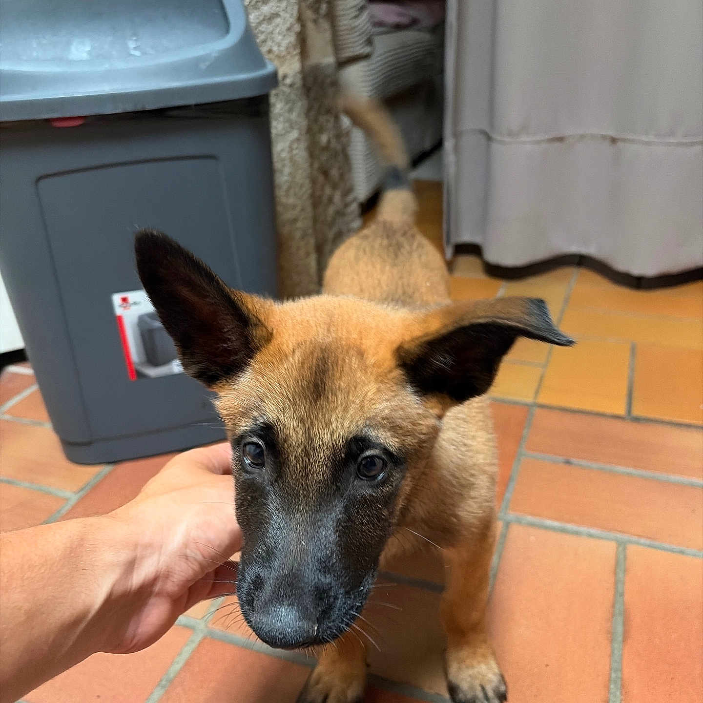 Bella