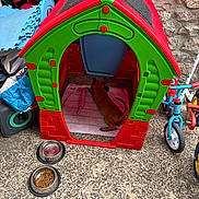 Bella participe au concours pour gagner de l'argent avec cette photo : dog, doghouse, plastic, red, green, toy, tricycle, scooter, food_bowl, water_bowl, concrete, stone_wall, outdoor, pet, resting, blanket, playful, storage, colorful, relaxed