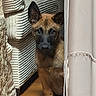 puppy, dog, indoor, curious, peeking, curtain, cushion, floor, tile, brown, black, ears, face, pet, young, animal, cozy, quiet, resting, home