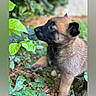 Bella participe au concours pour gagner de l'argent avec cette photo : puppy, dog, young_animal, outdoor, greenery, leaves, nature, curious, fur, animal, pet, brown_fur, black_muzzle, small, cute, paw, grass, ground, closeup, side_view