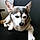 Rocko