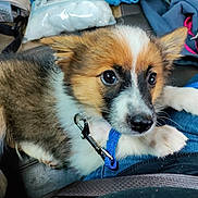 Cinnamon joined the competition — help win amazing prizes! puppy, dog, pet, blue_leash, lap, jeans, close_up, cute, indoor, resting, young_dog, fur, brown, white, black, animal, canine, collar, attention, domestic_animal