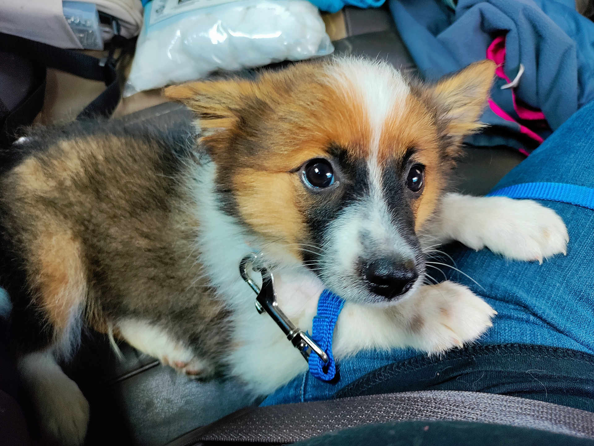 Cinnamon joined the competition — help win amazing prizes! puppy, dog, pet, blue_leash, lap, jeans, close_up, cute, indoor, resting, young_dog, fur, brown, white, black, animal, canine, collar, attention, domestic_animal
