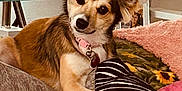 Roxy joined the competition — help win amazing prizes! animal, brown_fur, collar, comfort, couch, cozy, curious, cute, decor, dog, fluffy_ears, furniture, home, indoor, living_room, pet, pillow, portrait, relaxed, white_fur